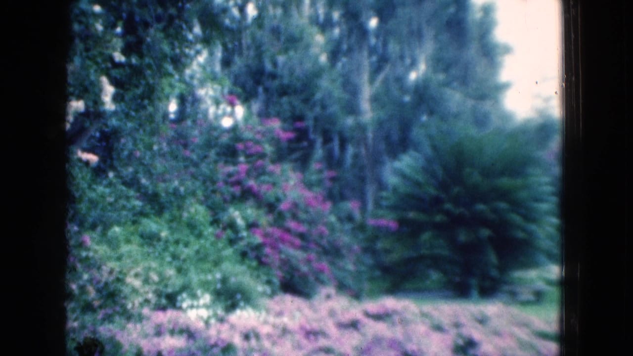 Garden foliage and purple flowers viewed through a dark vertical frame.