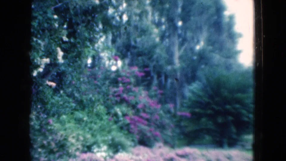 Soft 1975 Florida home-movie frame showing a lush garden, purple blossoms, tall trees, and dark framing from the shooting position.