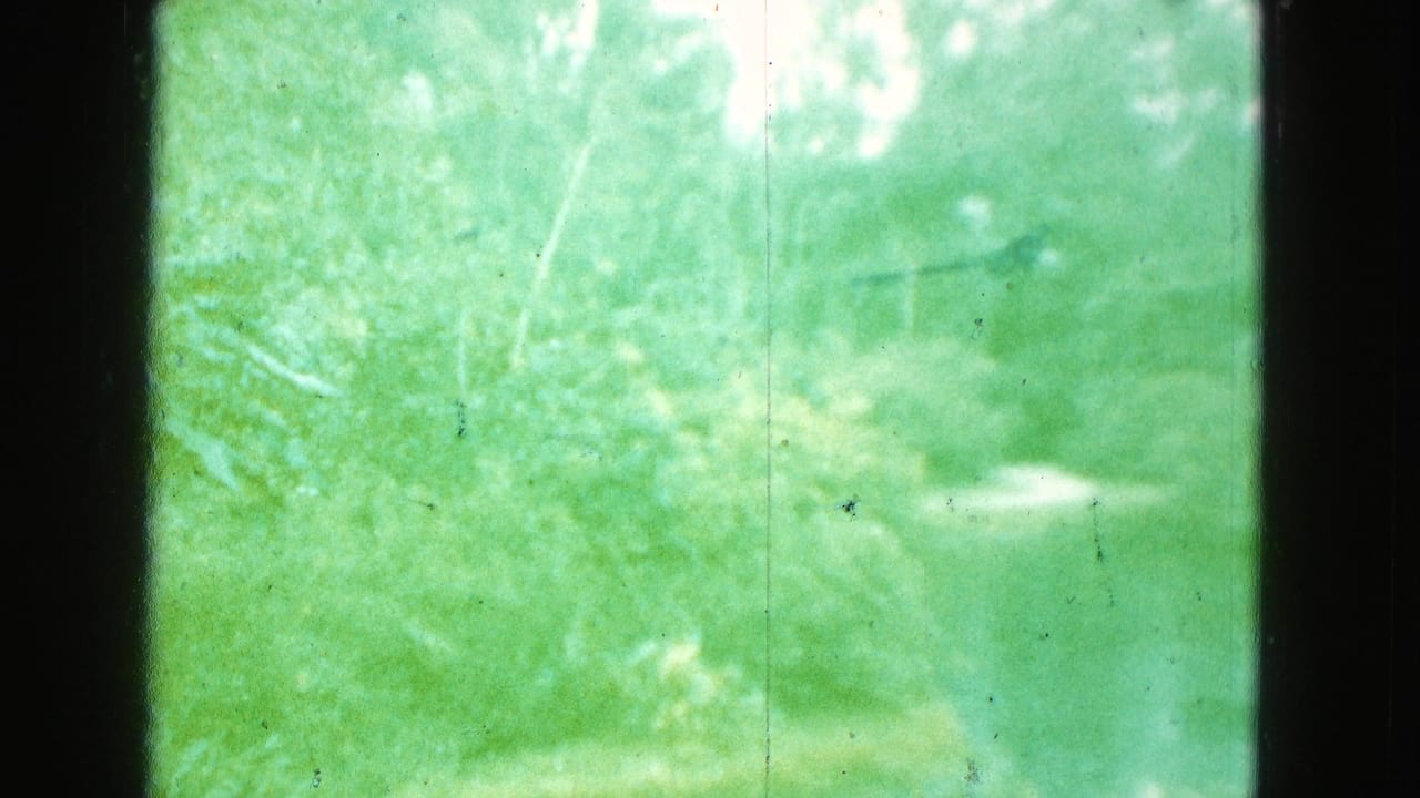 Soft green 8mm frame of dense Florida foliage viewed through a dark window or film edge, with heavy blur and visible dust.
