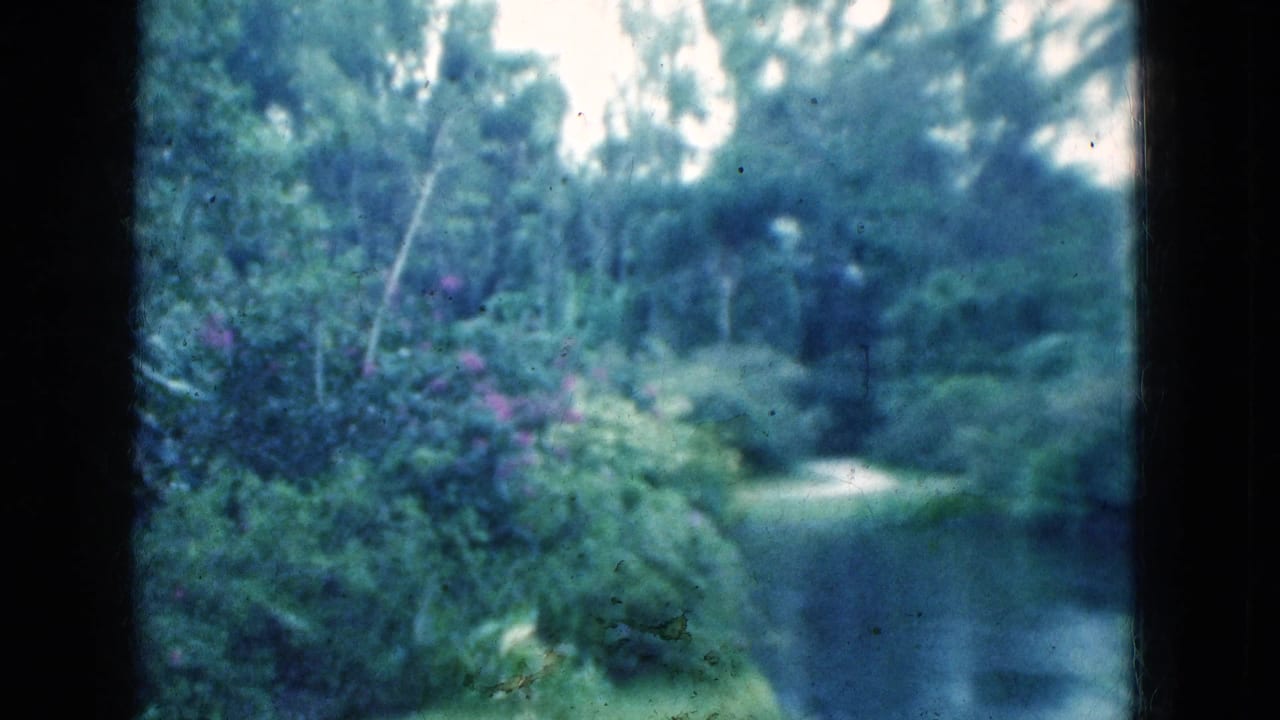 1975 Florida home-movie view of a wooded roadside area, with dense foliage, a curving pale road or path, and soft blue-green film color.