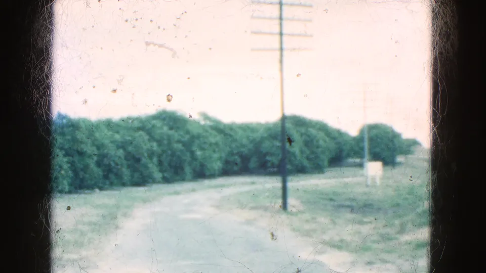 1975 Florida 8mm frame showing roadside trees, a tall utility pole, grass, and the edge of a pale rural road.