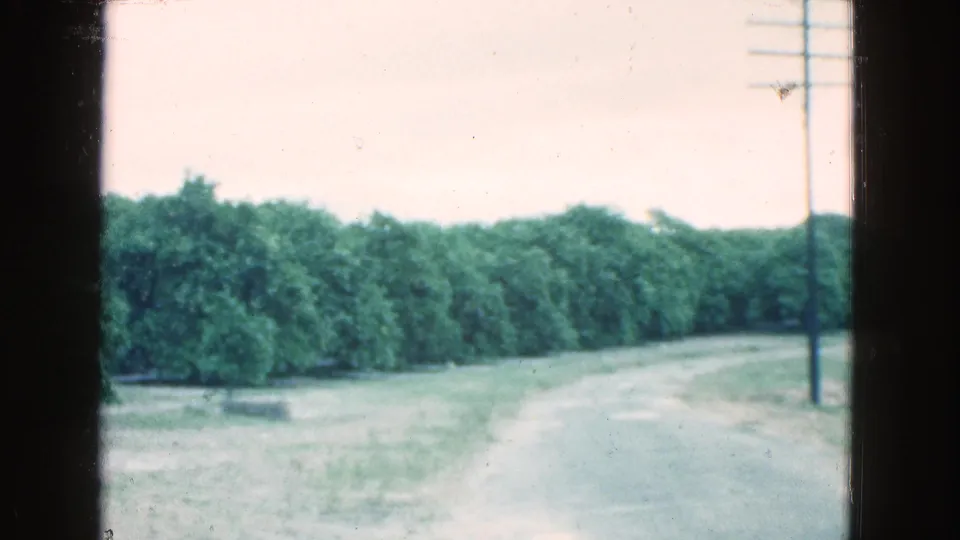1975 Florida home-movie frame showing a quiet rural road curving alongside dense trees and a roadside utility pole.