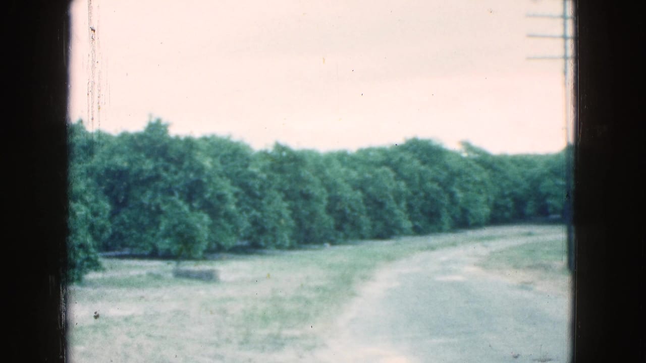 1975 Florida 8mm frame showing a pale dirt road curving past grass and dense trees beneath an overcast sky.