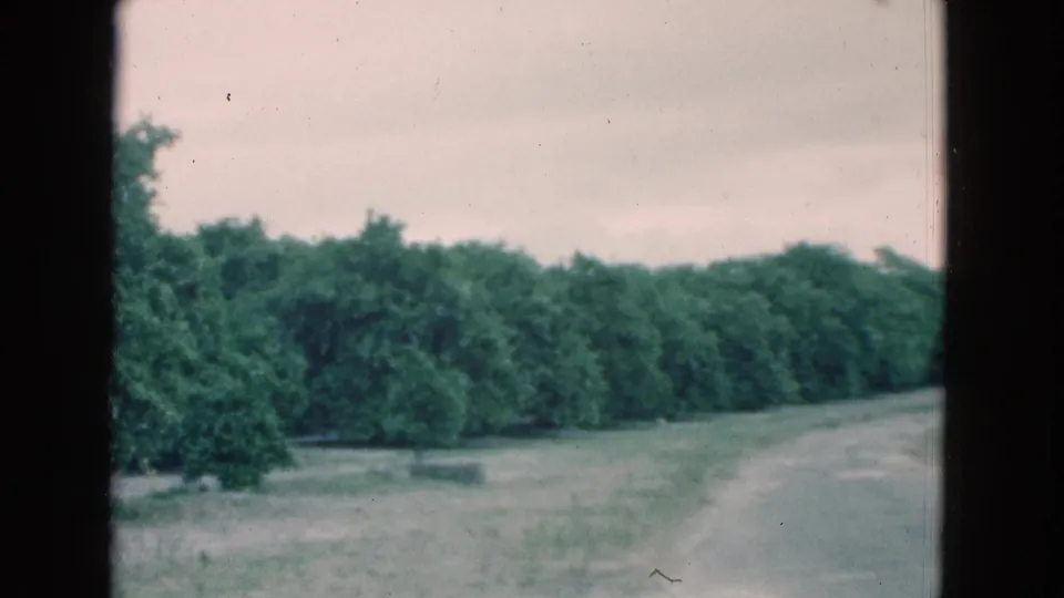 Soft 1975 Florida 8mm frame with a rural road bending near a grassy field and tree line beneath cloudy light.
