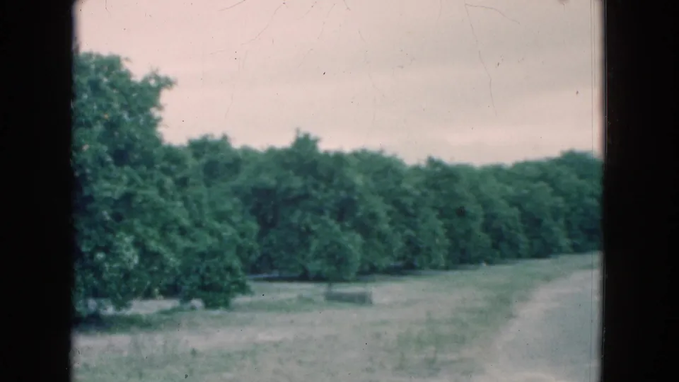1975 Florida home-movie frame showing trees, open grass, and a faint curving rural road in muted 8mm color.