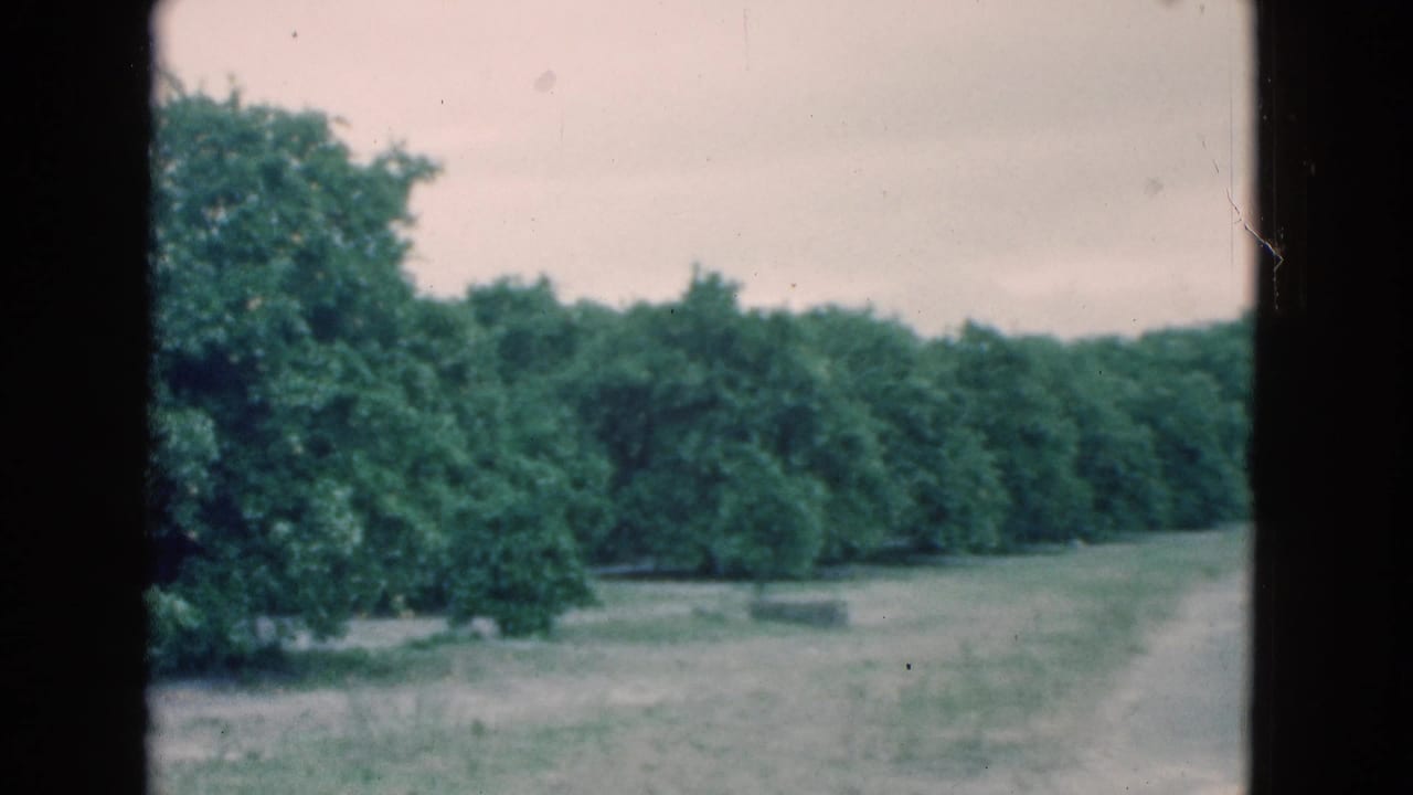 Wide view of a dirt path bordered by dense green citrus trees under a pale sky.