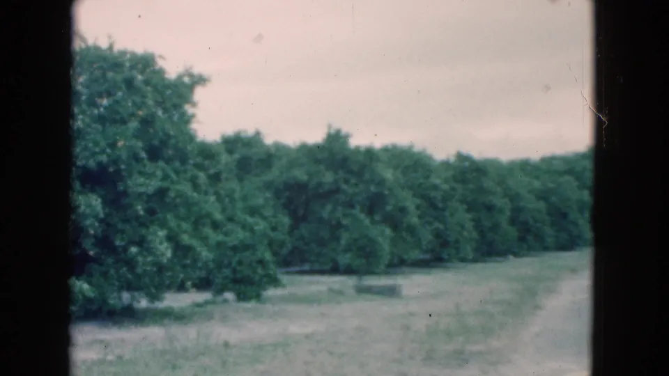 1975 Florida 8mm frame showing a dirt path through a citrus grove with dense trees and a washed pale sky.