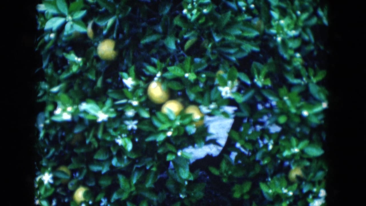 Close view of yellow lemons among glossy green leaves and small white blossoms.
