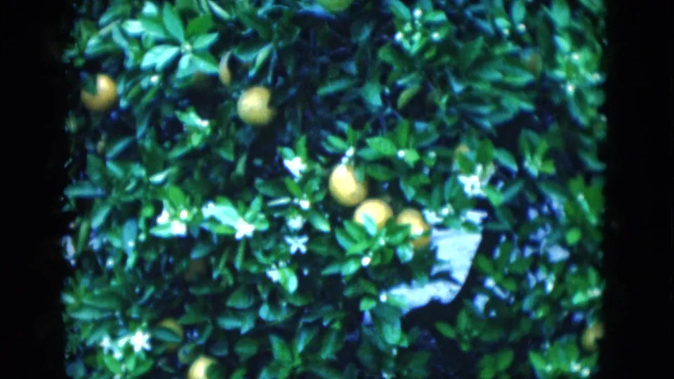 1975 Florida home-movie frame filled with citrus leaves, yellow lemons, and white blossoms in a tight handheld composition.