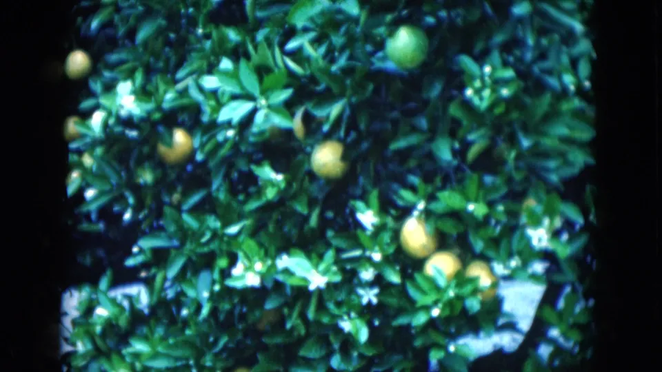 1975 Florida 8mm close-up showing lemons at different depths among dense green leaves and a few white blossoms.