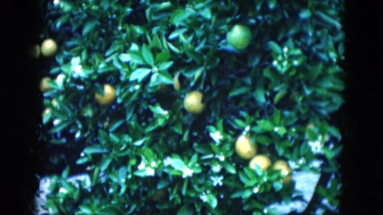1975 Florida 8mm frame showing yellow citrus fruit, glossy leaves, blossoms, and dark film borders in a grove.