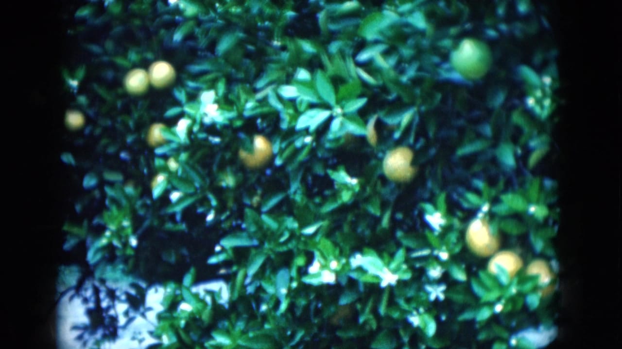 1975 Florida citrus grove detail with fruit, blossoms, dense leaves, and visible 8mm frame edges.