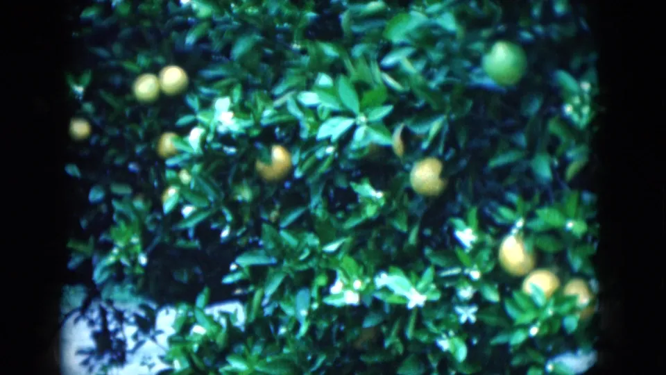 1975 Florida citrus grove detail with fruit, blossoms, dense leaves, and visible 8mm frame edges.