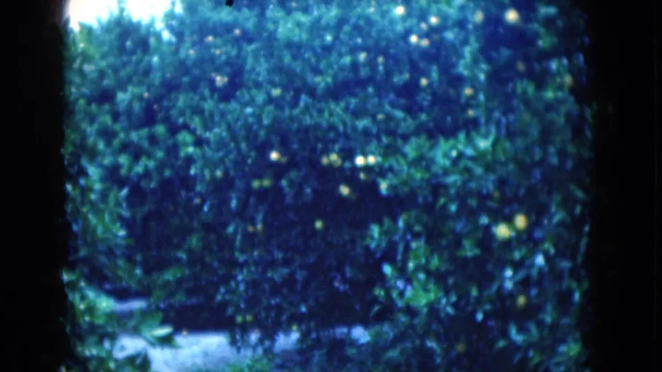 1975 Florida 8mm view of a citrus grove, with shaded trees, scattered fruit, and a pale ground strip below.