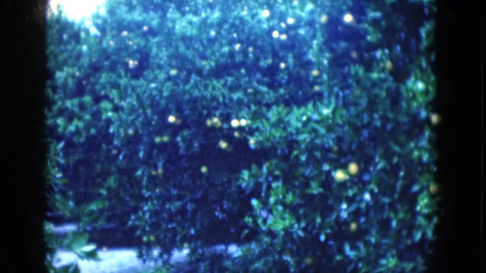 1975 Florida home-movie frame of a shaded citrus grove with fruit clusters, soft focus, and dark 8mm borders.