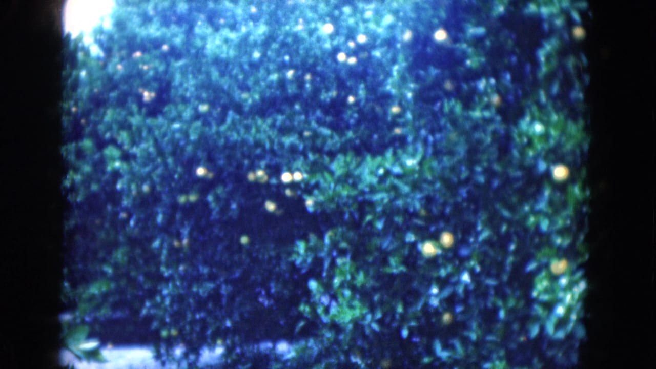 1975 Florida 8mm frame showing dense orange tree foliage with scattered fruit, soft focus, and bright daylight beyond the leaves.