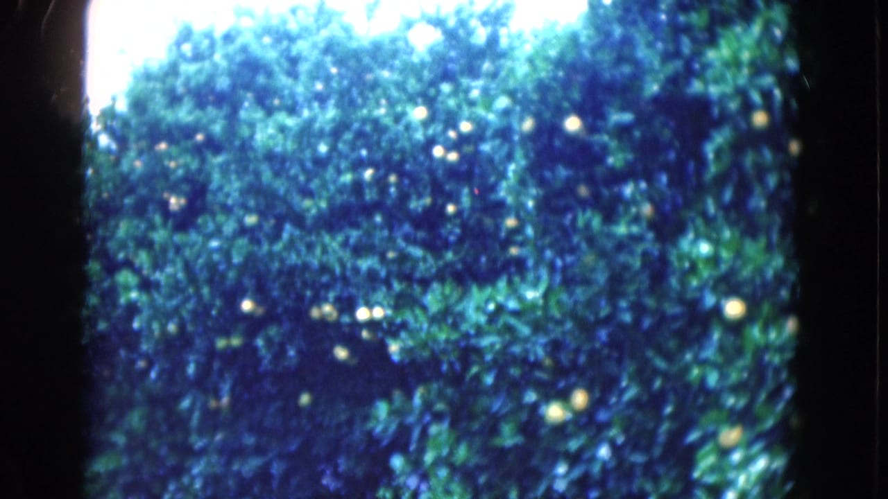 1975 Florida home-movie frame of an orange tree canopy, with scattered fruit, dense leaves, and strong daylight through the top of the frame.