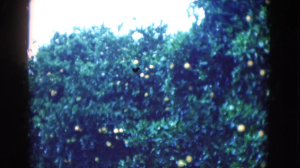 1975 Florida 8mm frame showing citrus foliage with visible oranges, overexposed sky, film grain, and a dark edge from the film frame.