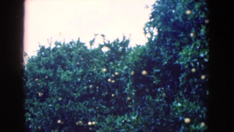 1975 Florida home-movie frame with a broader view of orange tree foliage, scattered fruit, pale daylight sky, and visible 8mm frame borders.