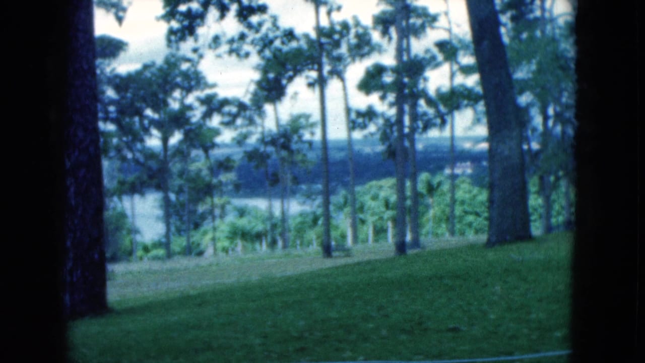 Grassy slope with tall trees and distant water beyond the trunks.