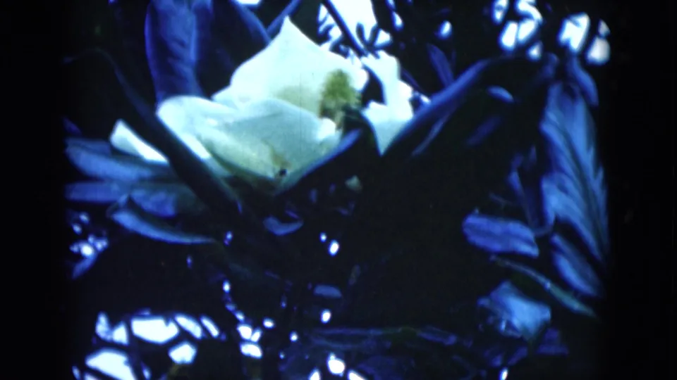 Close 8mm view of a white magnolia-like flower among glossy dark leaves, likely filmed as a garden cutaway in Florida.