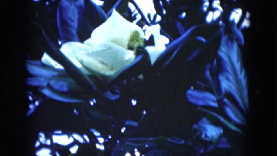 Final 1975 Florida frame holds on a white flower set among dense, dark leaves with cool 8mm color and soft focus.