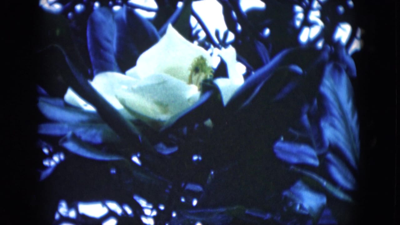 White magnolia flower surrounded by dark leaves in a cool blue-tinted 8mm frame.