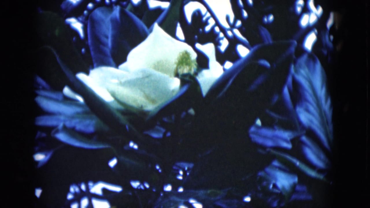 A white magnolia bloom remains centered among dense leaves in the 1975 Florida garden close-up.