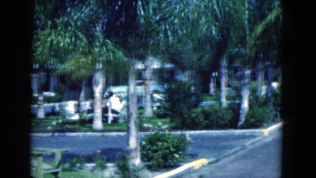 Palm-lined residential street with lawns, shrubs, and parked cars.