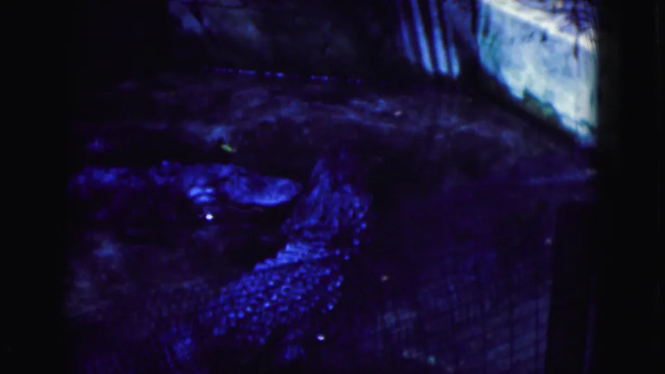1975 Florida 8mm frame showing alligators in dim water or mud within a blue-tinted enclosure near a light-colored wall.