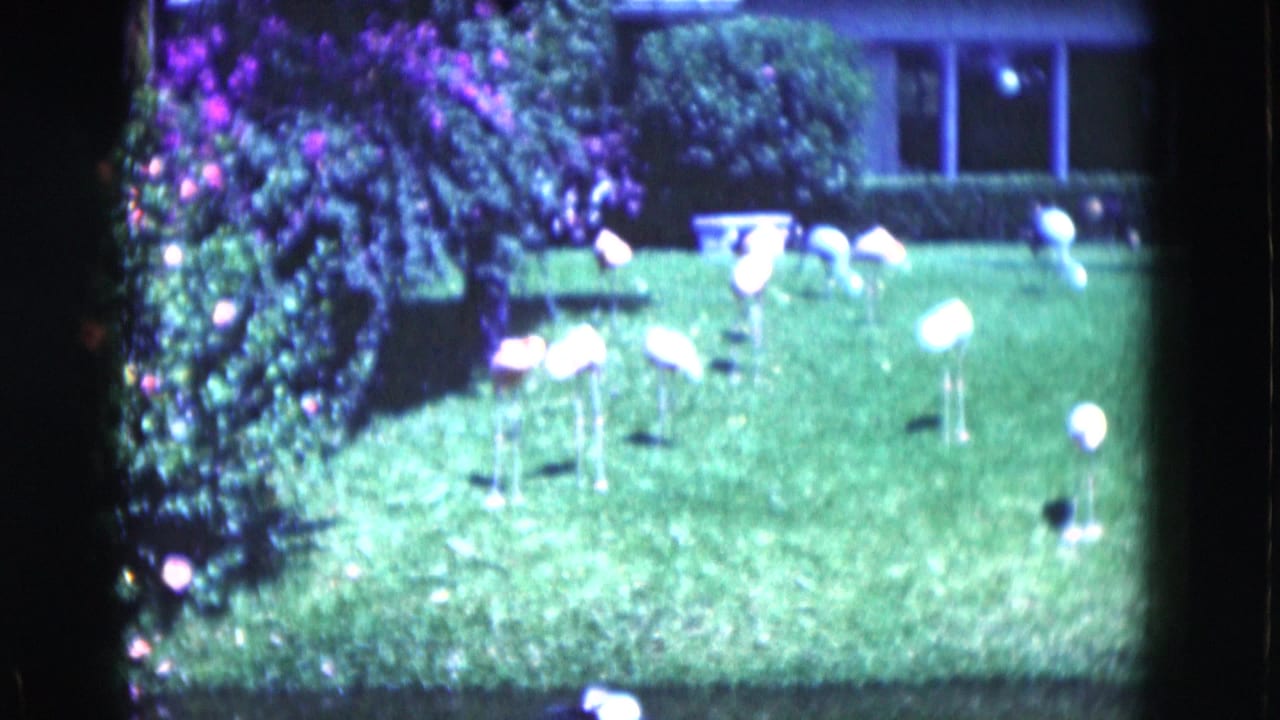 1975 Florida 8mm frame showing pink flamingo lawn ornaments on a sunny suburban lawn with flowering shrubs and a low house in back.