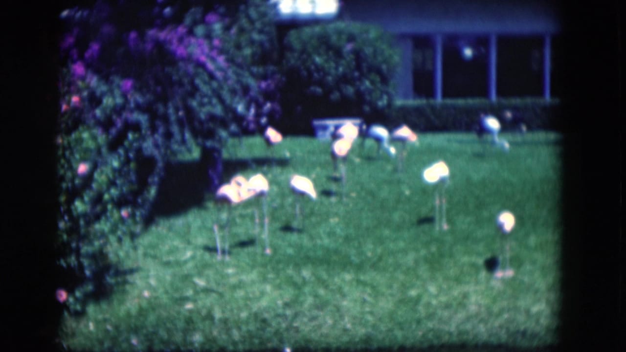 Several flamingo lawn ornaments on grass with a house, shrubs, and windows in the background.