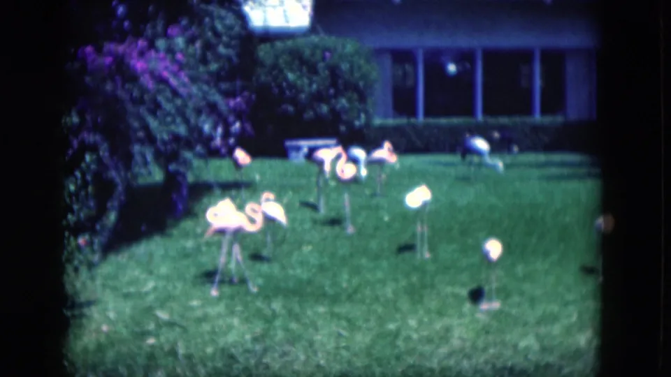 1975 Florida 8mm still showing a closer cluster of pink flamingo ornaments on a suburban lawn beside shrubs and house windows.