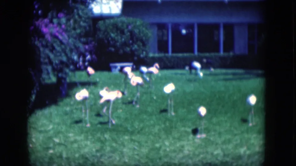 1975 Florida 8mm frame of pink flamingo lawn ornaments spread across a bright green residential yard with shrubs and windows behind.