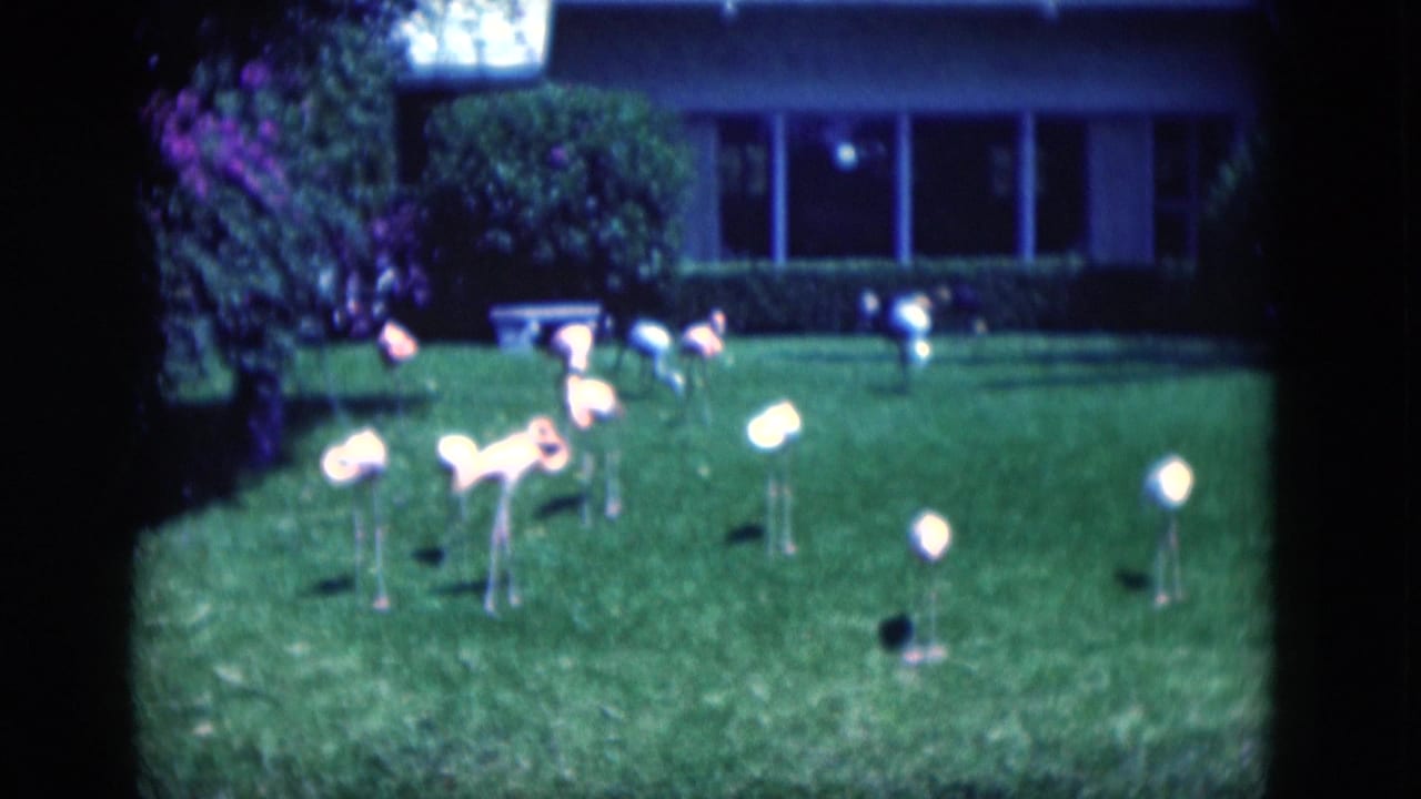 1975 Florida 8mm frame showing plastic flamingos on a suburban lawn with shrubs and a house behind them.