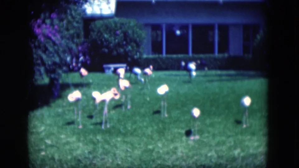 1975 Florida 8mm frame showing plastic flamingos on a suburban lawn with shrubs and a house behind them.