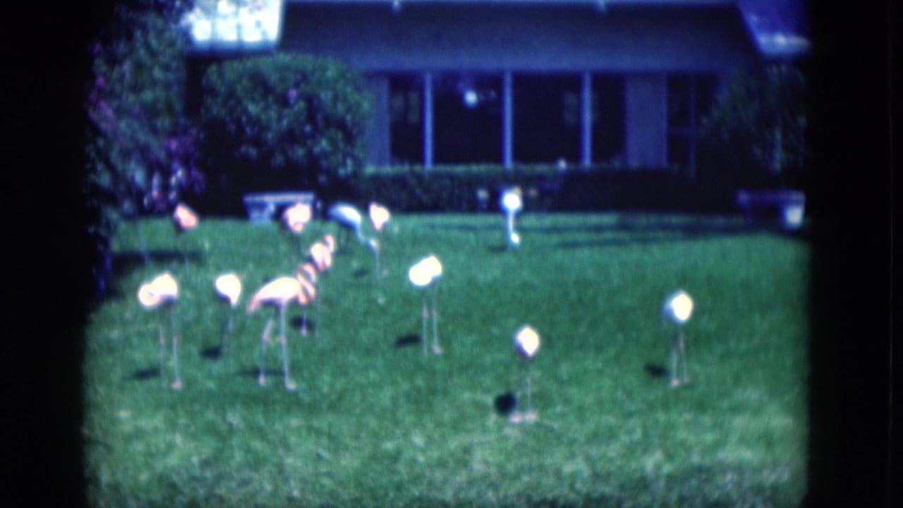 Lawn display of plastic flamingos with a house and shrubs in the background.