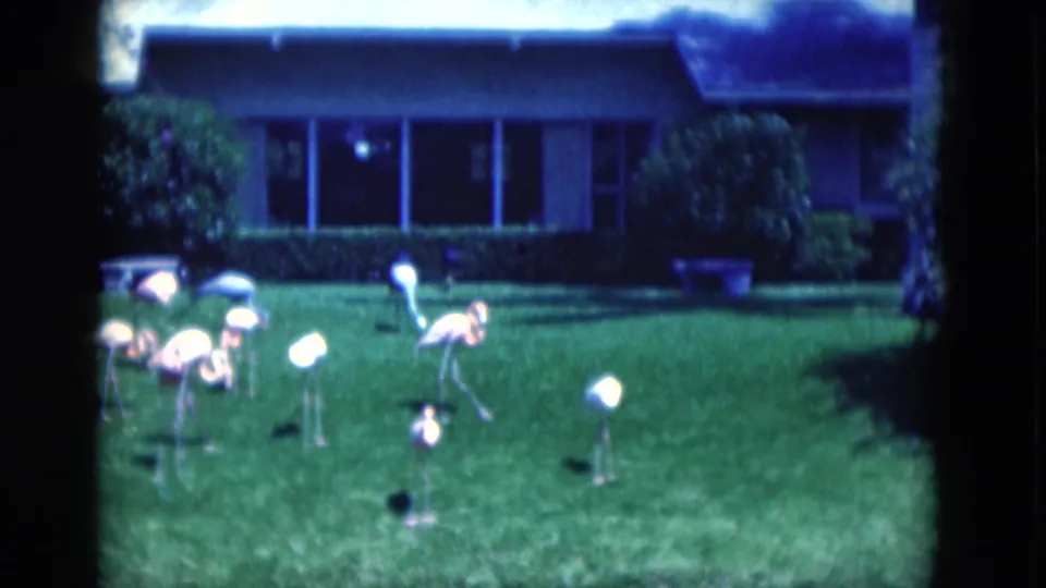 1975 Florida home-movie frame showing a small group of plastic flamingos on a sunlit lawn before a suburban house.