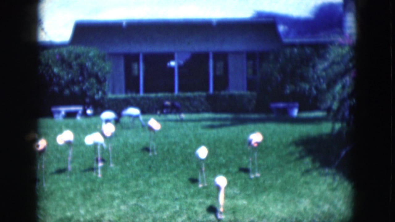 1975 Florida home-movie frame with multiple pink flamingo ornaments arranged on a lawn near shrubs and a shaded house exterior.