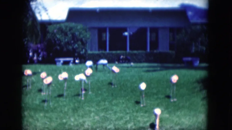 1975 Florida 8mm frame showing a wide view of pink flamingo lawn ornaments spread across grass before a house and palms.