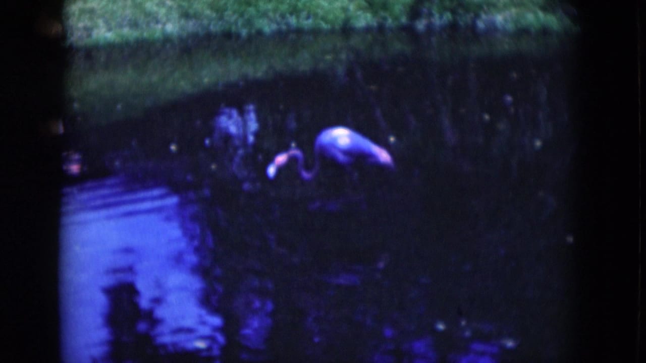 Two wading birds stand in dark lagoon water near a grassy bank.