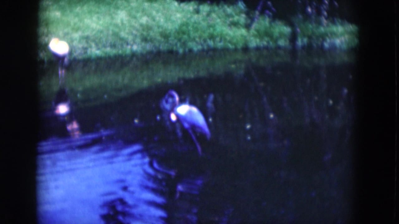 A pale wading bird stands in shallow water near a grassy lagoon edge.