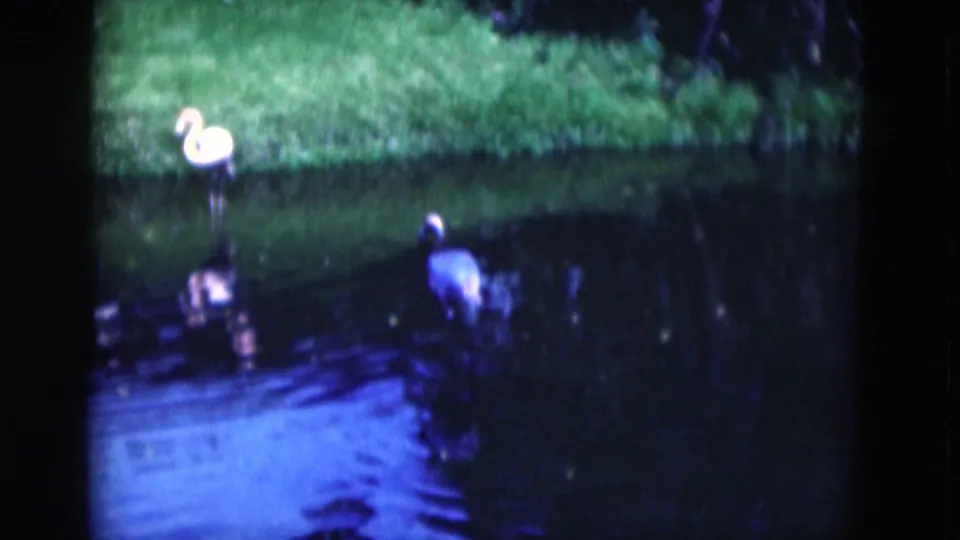 1975 Florida 8mm frame showing two pale wading birds near a lagoon bank, with one bird close to the waterline and another farther right.
