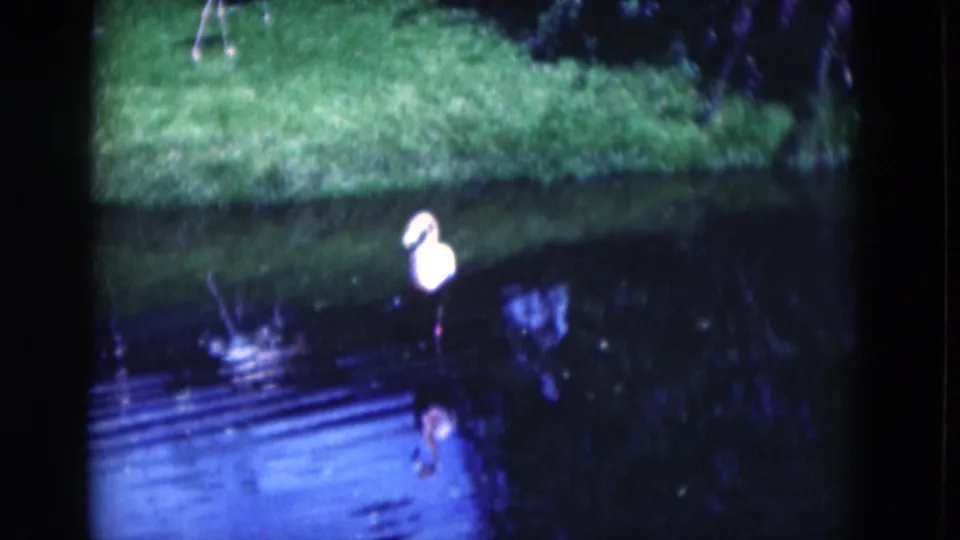 1975 Florida 8mm frame with a pale wading bird in a shaded lagoon, grass above the waterline and ripples spreading nearby.