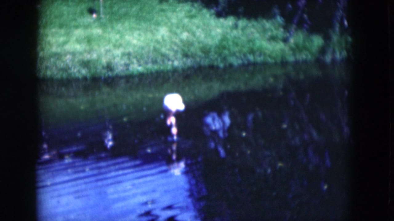 Flamingo in pond water with its pale body reflected on the surface.