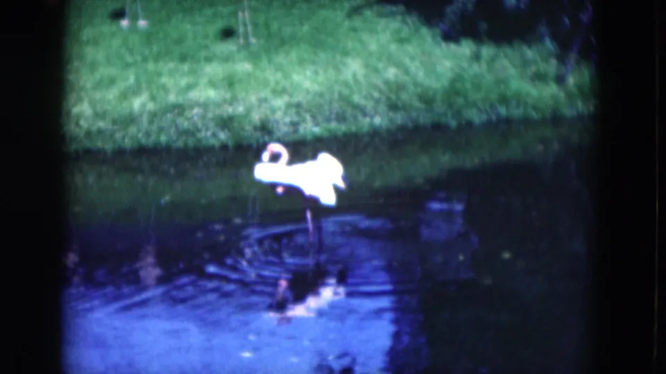 A flamingo wades through the pond in a 1975 Florida home-movie view, with ripples spreading around its legs.