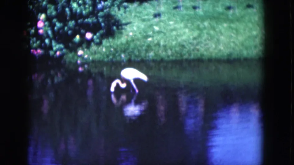 The flamingo bends its neck toward the water as if feeding, with the grassy bank and flowering shrubs behind it.