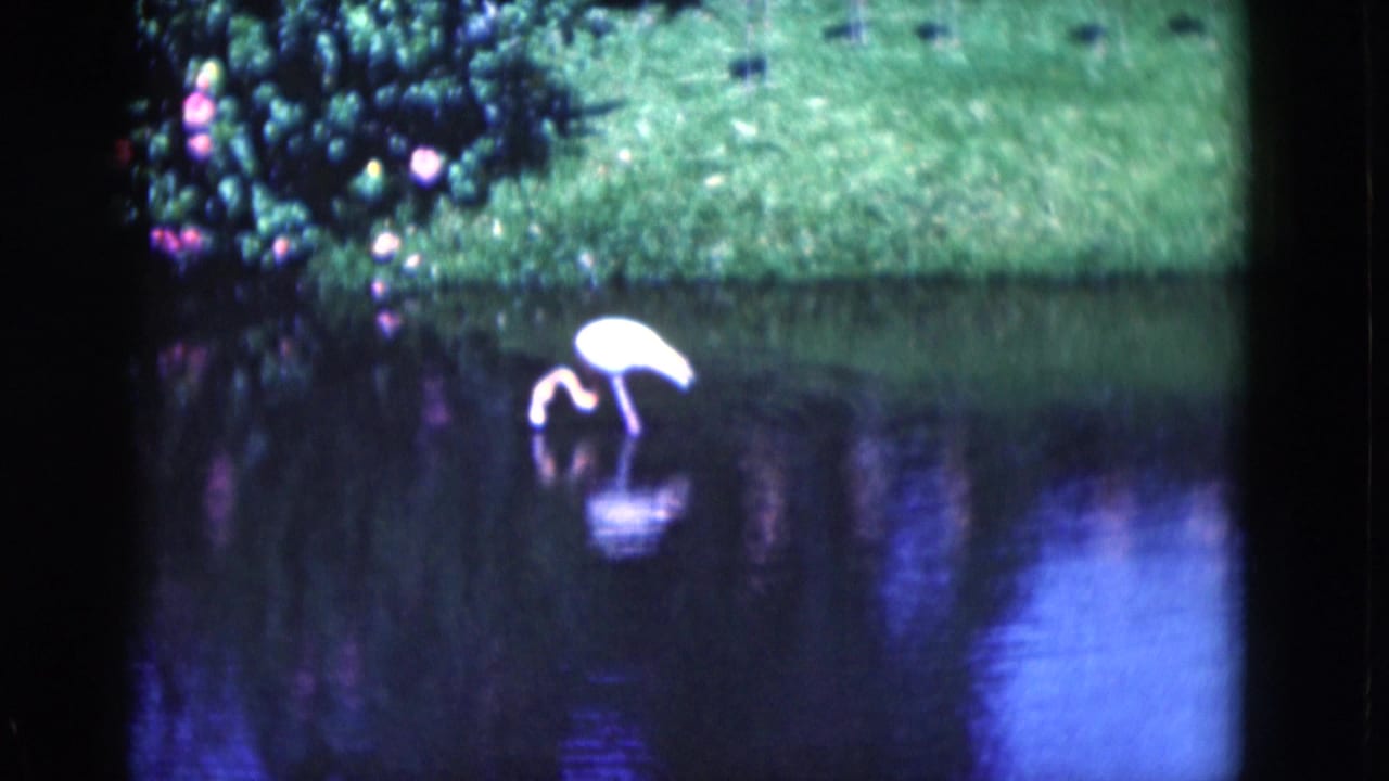 A pink flamingo bends into a backyard pond beside a grassy bank and shrubs.