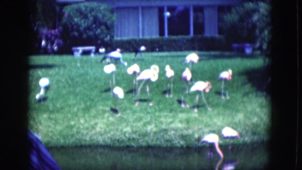 Several flamingos stand on a lawn beside a pond with a house facade in the background.