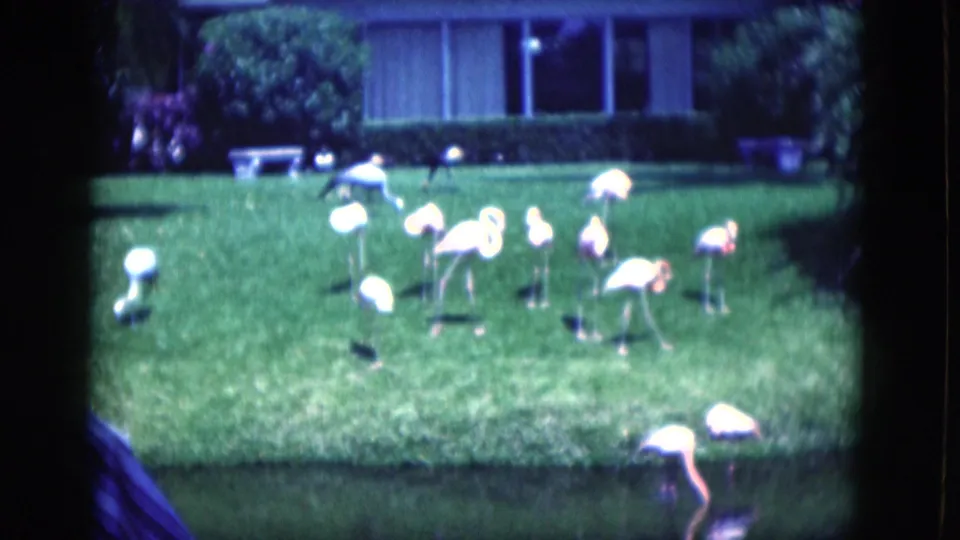 1975 Florida 8mm frame showing a flock of flamingos on a residential lawn beside a pond and house.